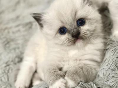 Ragdoll Designer Crossbreed Purrdoll Kittens - Persian - Gallery Photo #1