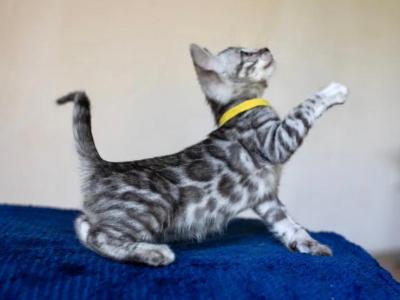 Ares - Bengal - Gallery Photo #1