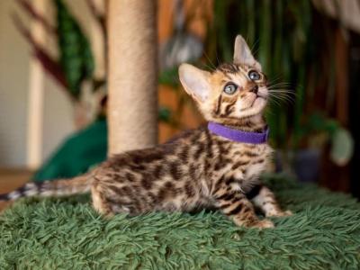 Caramel - Bengal - Gallery Photo #1