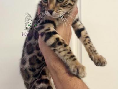 Bengal Kittens Ready To Go - Bengal - Gallery Photo #1