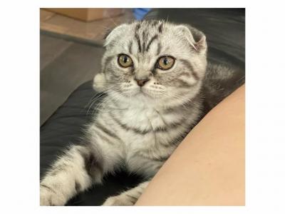 Xane - Scottish Fold - Gallery Photo #1