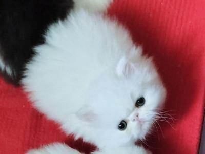 White Beauty - Persian - Gallery Photo #1