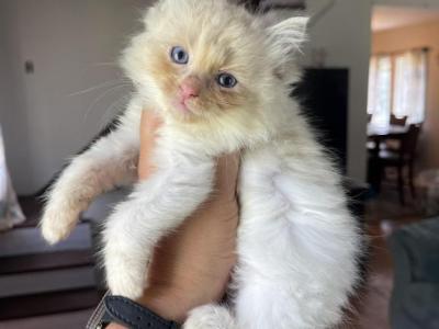 Seal Lynx Bi Color Female - Ragdoll - Gallery Photo #1