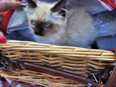 Kittens Ready Now - Ragdoll - Gallery Photo #1