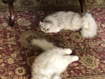 Brothers - Persian - Gallery Photo #1