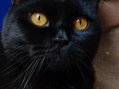 RARE Solid Black - British Shorthair - Gallery Photo #1