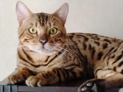 Stunning Loving - Bengal - Gallery Photo #1