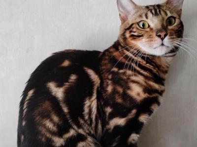 Big Smart Social - Bengal - Gallery Photo #1