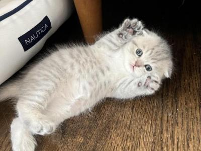 Scottish Fold - Scottish Fold - Gallery Photo #1