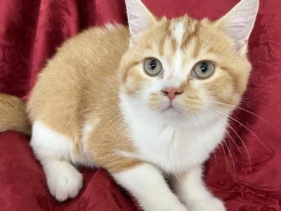 Phoenix Scottish Fold Red Bicolor Boy - Scottish Fold - Gallery Photo #1