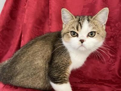 Paolo Scottish Fold Golden Bicolor Boy - Scottish Fold - Gallery Photo #1