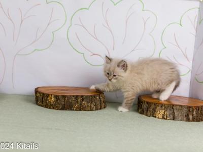 Kitails Siberians Spruce - Siberian - Gallery Photo #1