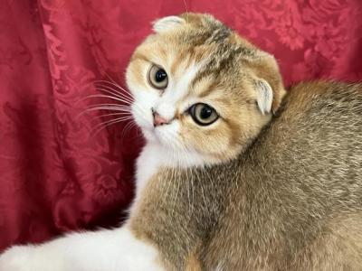 Petal Ticked Tortie Scottish Fold Girl - Scottish Fold - Gallery Photo #1