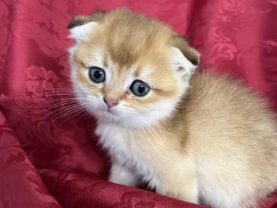 Ty Scottish Fold Golden Ticked Boy - Scottish Fold - Gallery Photo #1