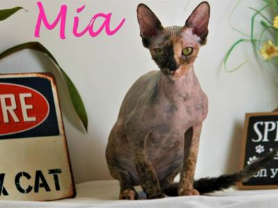 Mia - Sphynx - Gallery Photo #1