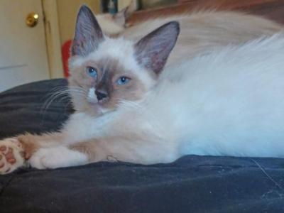 Ragdoll Look Exotic Bobtail Lebowski - Ragdoll - Gallery Photo #1