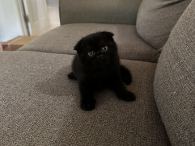 Bagheera - Scottish Fold - Gallery Photo #1