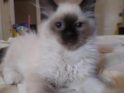 Ragdoll Exotic Bobbed Tail Named Presley - Ragdoll - Gallery Photo #1