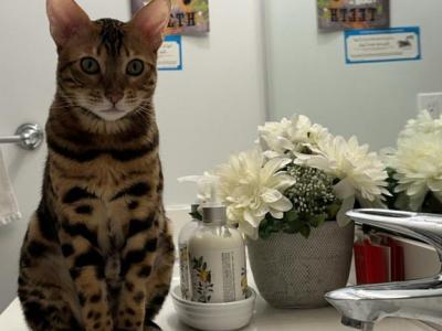 Simba - Bengal - Gallery Photo #1