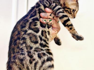 Bengal Kitten Tiger - Bengal - Gallery Photo #1