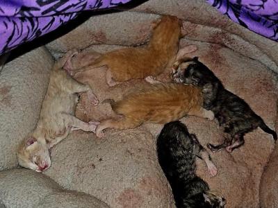 Kittens - Domestic - Gallery Photo #1