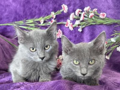 Ragdoll And Russian Blue Mix - Russian Blue - Gallery Photo #1