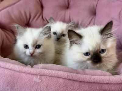 Lilac Minks Gorgeous Traditional Bi Colors - Ragdoll - Gallery Photo #1