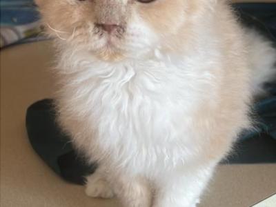 Remy - Selkirk Rex - Gallery Photo #1