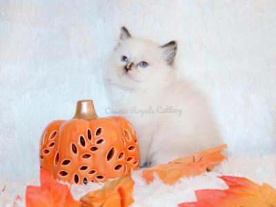 Female Seal Tortie Ragdoll - Ragdoll - Gallery Photo #1