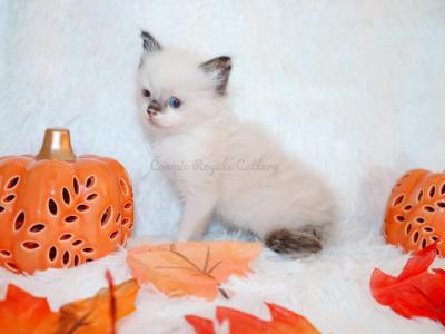 Male Seal Ragdoll - Ragdoll - Gallery Photo #1