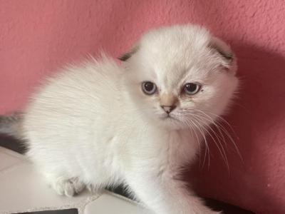 Lana - Scottish Fold - Gallery Photo #1