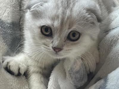 Leah - Scottish Fold - Gallery Photo #1