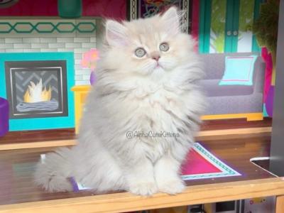 Longhair Female - British Shorthair - Gallery Photo #1