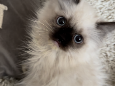 Seal Point Mitted Baby - Ragdoll - Gallery Photo #1