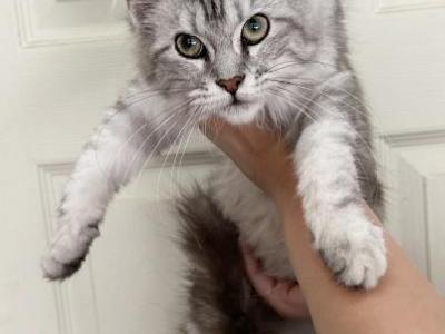 Zinnia Gs22 - Maine Coon - Gallery Photo #1