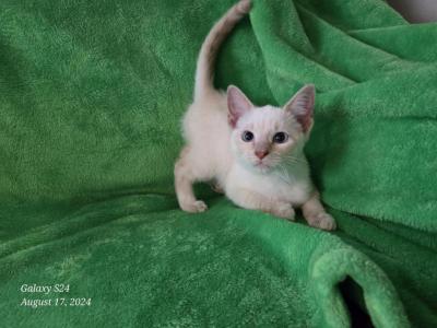 Lacey's Babies - Siamese - Gallery Photo #1