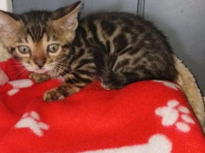 Cherry - Bengal - Gallery Photo #1