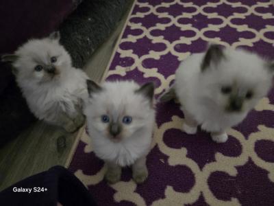 Seal Points And Mitted Seal Females - Ragdoll - Gallery Photo #1