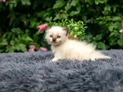 Stunning Ragdoll Kittens - Ragdoll - Gallery Photo #1