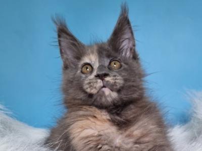 Lolita Maine Coon Female - Maine Coon - Gallery Photo #1