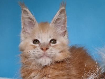 Leon Maine Coon Male - Maine Coon - Gallery Photo #1