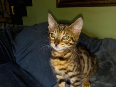 Bailey's Litter - Bengal - Gallery Photo #1