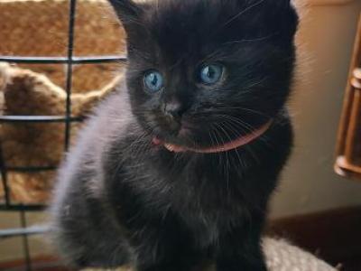 Ragdoll Black Kittens - Ragdoll - Gallery Photo #1