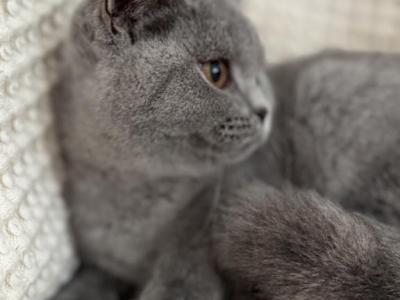 Luna - British Shorthair - Gallery Photo #1