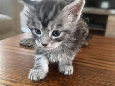 Lunas Litter - Maine Coon - Gallery Photo #1