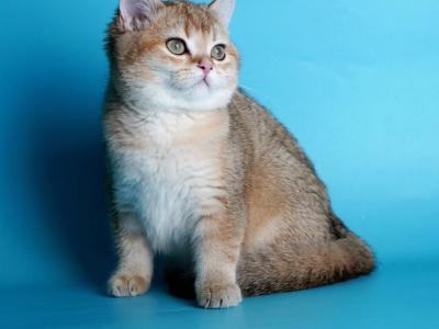 Litter B11 - British Shorthair - Gallery Photo #1