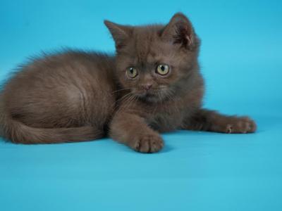 C11 - Selkirk Rex - Gallery Photo #1