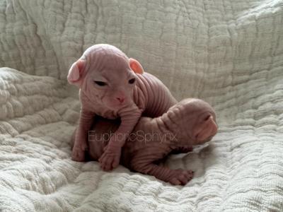 Gurtis Sphynx Litter - Sphynx - Gallery Photo #1