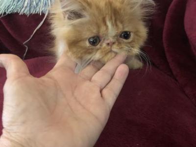 Cinnamon Female CFA Registered Persian Kitten - Persian - Gallery Photo #1