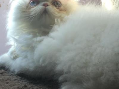 Bob CFA Registered Male Persian Kitten - Persian - Gallery Photo #1